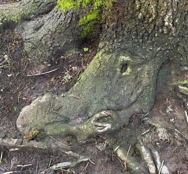 12. Корень дерева похож на голову крокодила