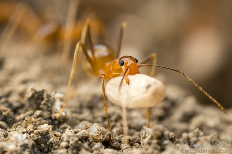 Жёлтый сумасшедший муравей: Этот вид устраивает экологическое бедствие в местах, куда случайно завозится