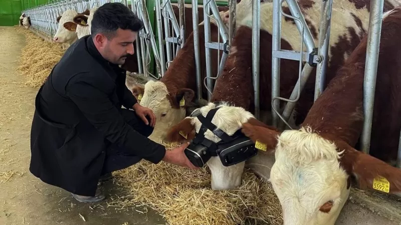 Коровы в VR-очках, теперь вы видели все