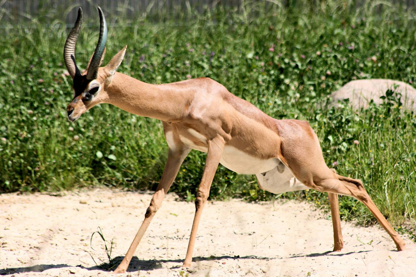 Геренук: Антилопа со странными формами научилась ходить на задних ногах. Смешно и нелепо, но эффективно!