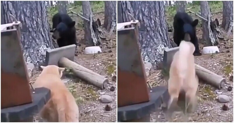 Грозный кот загнал медведя на дерево