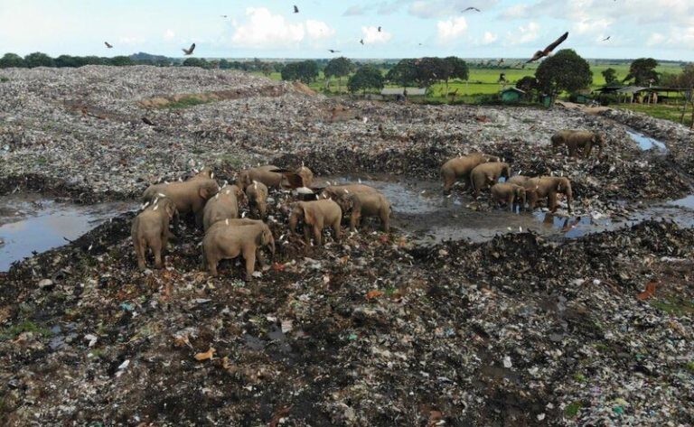На Шри-Ланке слоны роются на помойках в поисках еды