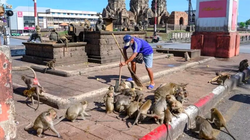 В Таиланде местных жителей терроризируют обезьяны