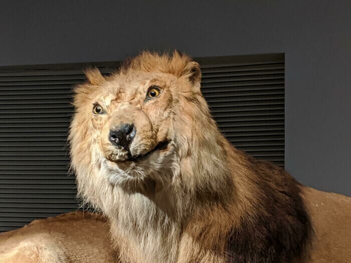 "Кажется, таксидермист из Музея естественной истории Шанхая никогда не видел живого льва"