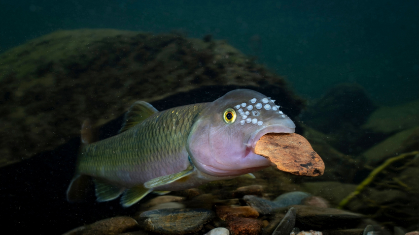 Синеголовый голавль: Индейцы считали, что эта рыба ест камни. На самом деле, она строит гигантские гнёзда! Зачем?