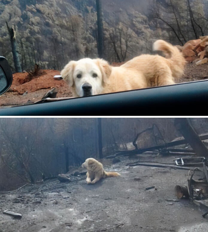 Пара вернулась к своему дому, который сгорел в калифорнийских лесных пожарах. Возле сгоревшего участка их ждала их собака"