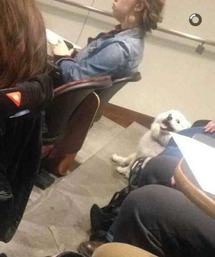Преподаватель разрешил студенту провести собаку на занятие. Она и рада!