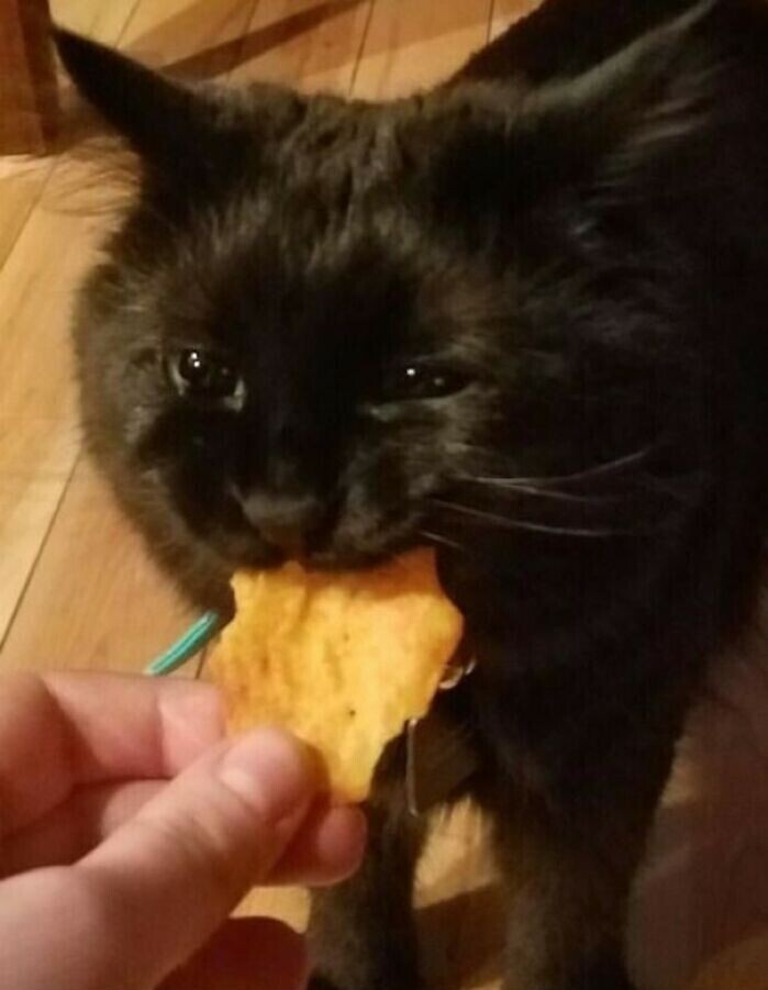 "Моя кошка нашла на полу крекер, и принесла его мне - чтобы я держал, пока она его ест"