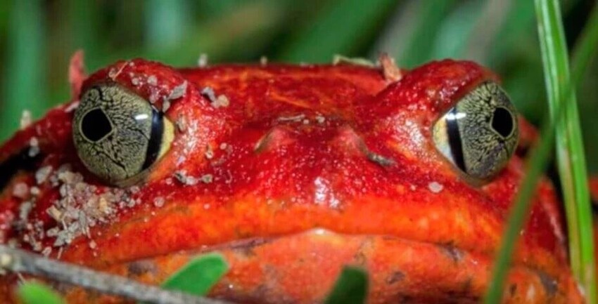 Лягушка-помидор: Красный и прекрасный. Жизнь смешной мадагаскарской амфибии