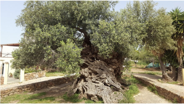 Этому оливковому дереву на Крите 3000 лет, оно до сих пор плодородное