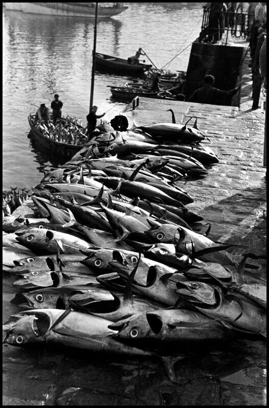 Французские рыбаки с уловом тунца. Бретань, Франция, 1935 год