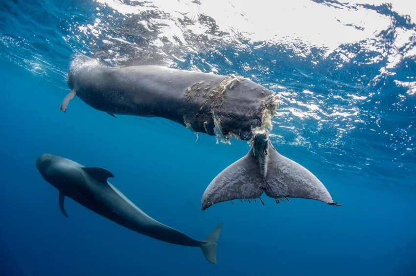 К юго-западу от Тенерифе: этот шестимесячный молодой лоцманский кит был сбит и изуродован лодкой. Оставалось только усыпить его.