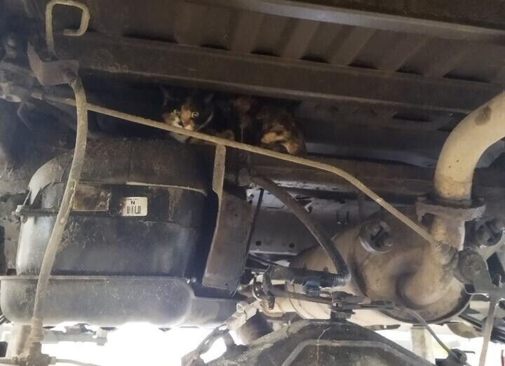 Была бобруйчанка — стала минчанка. Кошка, которая проехала 150 км под днищем авто, нашла себе дом