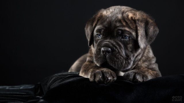 Кане корсо — мощная бойцовская порода собак тёмного окраса
