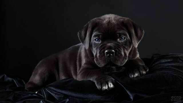 Кане корсо — мощная бойцовская порода собак тёмного окраса