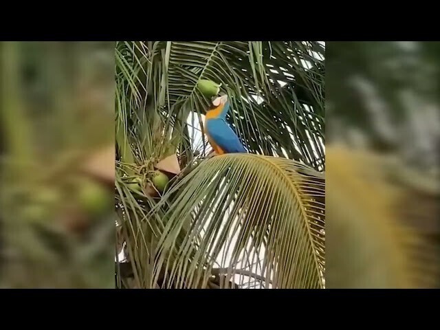 Попугай вскрыл кокос 