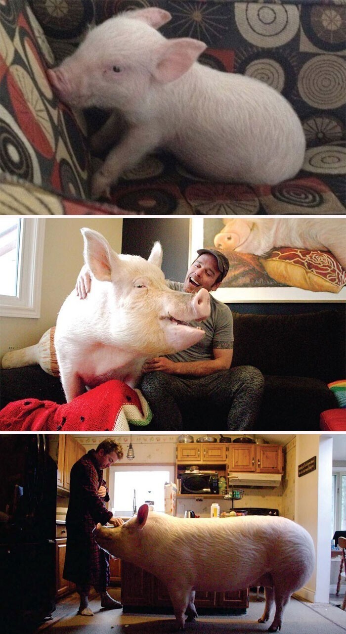 Пара думала, что они купили мини-пига, а тот вымахал до огромной свиньи