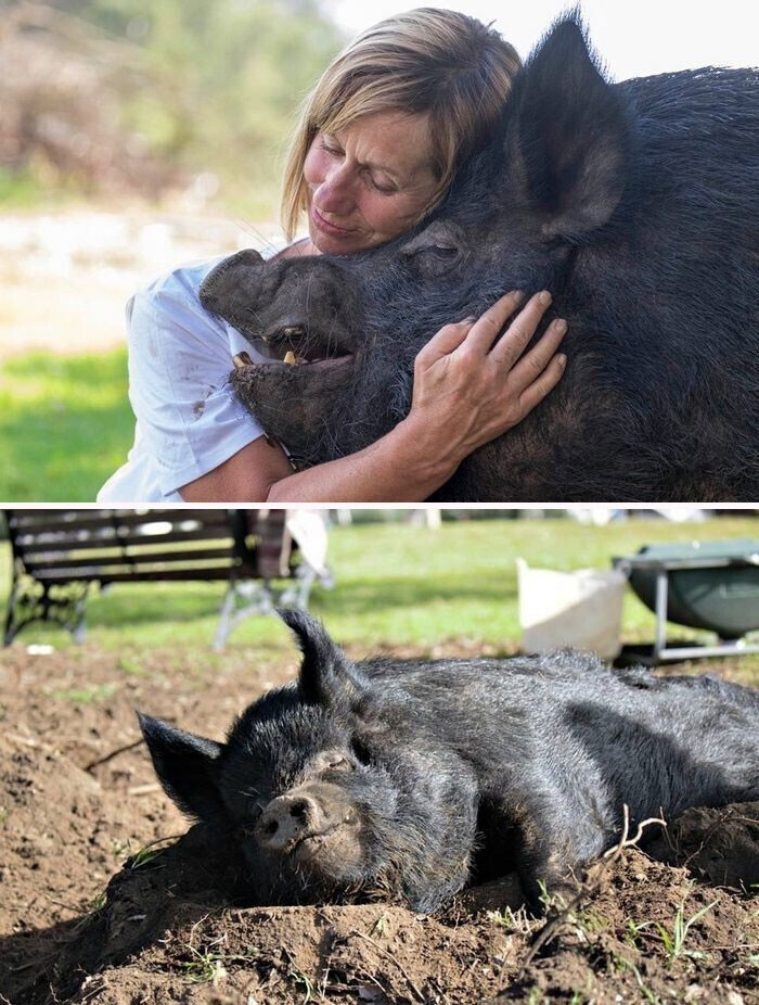 Проведя 12 лет в крошечном вольере, эта свинья наконец обрела тех, кто ее любит