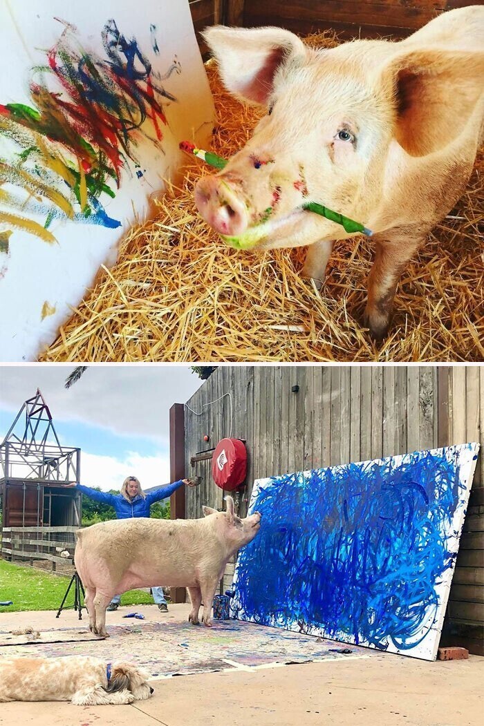 А эта свинья обожает рисовать