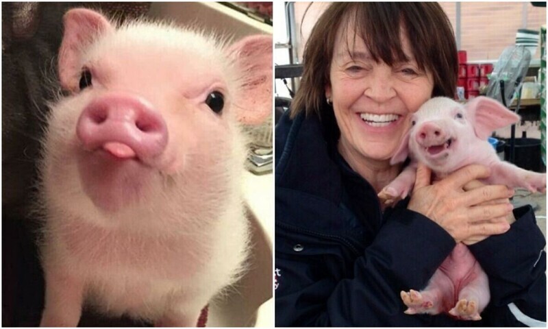 20+ чудесных фото со свинками, которые вызывают умиление