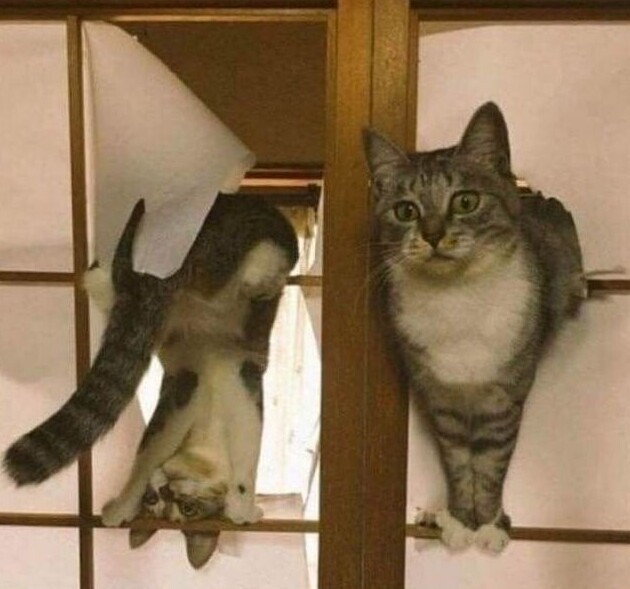 25. "Я совершил ошибку, установив традиционные японские раздвижные двери в доме с кошками. Идея была так себе"