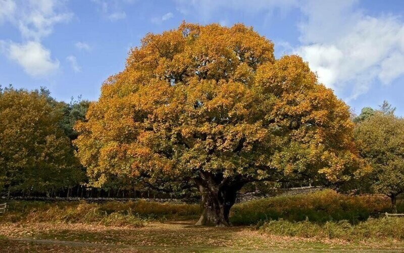 Зеленые долгожители: сколько живут деревья?