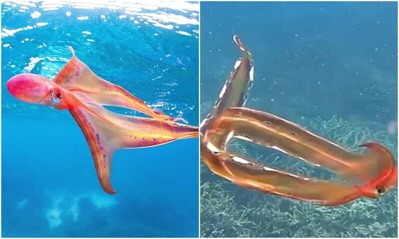 Биолог из Австралии обнаружила "осьминога-одеяло"