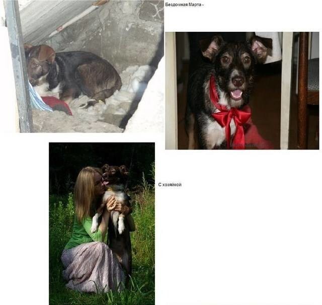 Не бойтесь брать в свой дом бездомных животных (41 фото)