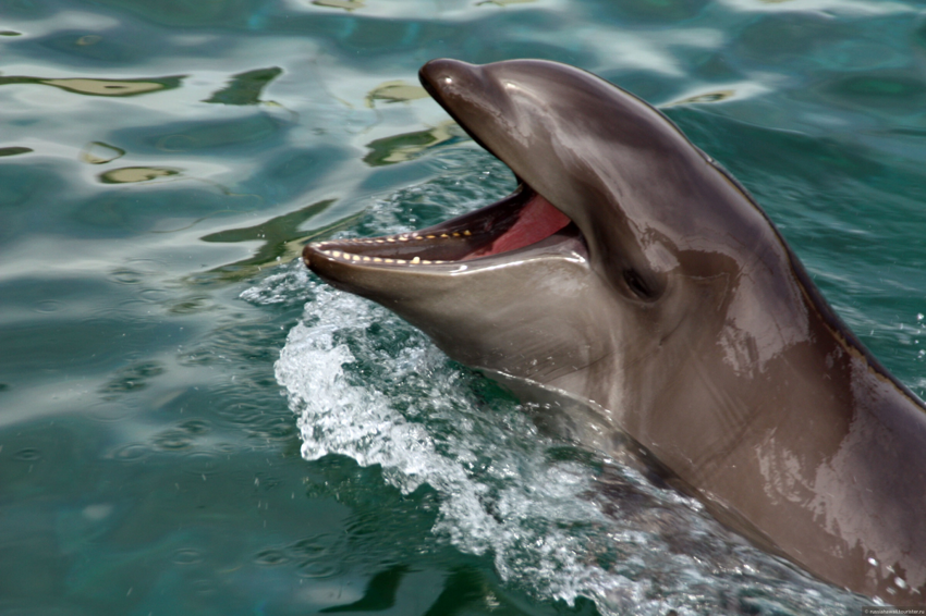 Малая косатка: Большие косатки ведут на них охоту, но карлики научились дружить с дельфинами и дают особое гибридное потомство