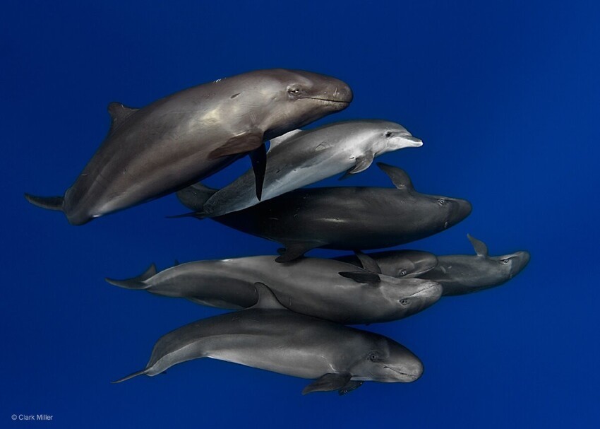 Малая косатка: Большие косатки ведут на них охоту, но карлики научились дружить с дельфинами и дают особое гибридное потомство