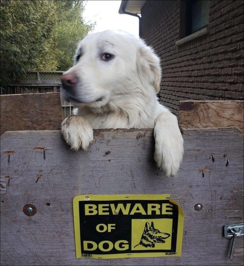 17  случаев, когда за табличкой «Осторожно, злая собака!» скрывался сюрприз