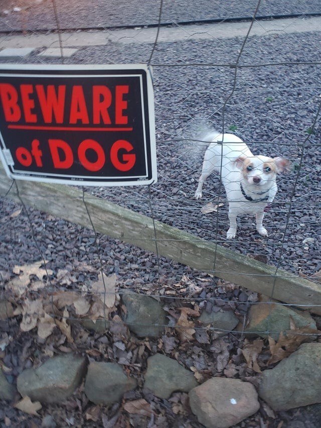 17  случаев, когда за табличкой «Осторожно, злая собака!» скрывался сюрприз