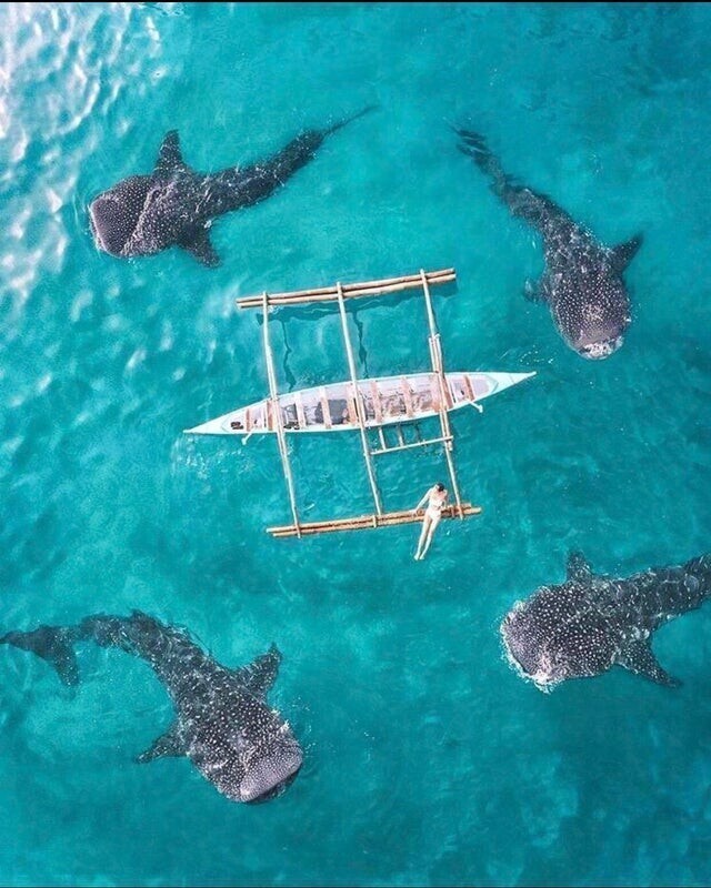 Китовые акулы у побережья Филиппин