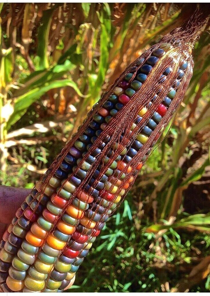 Кукуруза Флинт, естественно растущая красочная кукуруза