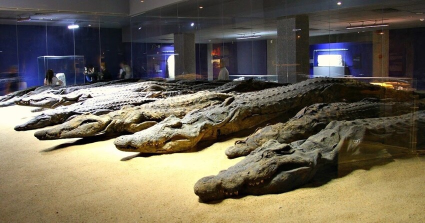Пустынный крокодил: Огромная рептилия научилась жить среди песков, а египтяне славили его как бога ещё 2000 лет назад