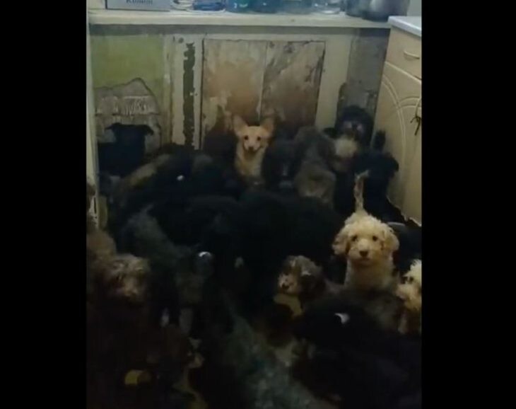 Сотня собак в одной квартире. Любовь или издевательство над животными