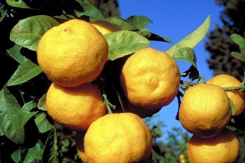 Рангпур - гибрид мандарина и лимона