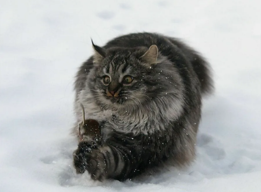 Сибирская кошка: Наш ответ мейн-куну. Русский вариант морозостойкой сверхпушистой породы
