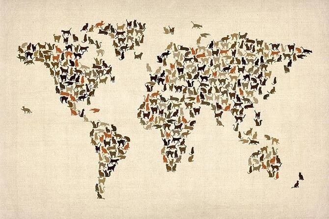 Общая численность домашних кошек в мире превышает отметку в полмиллиарда.