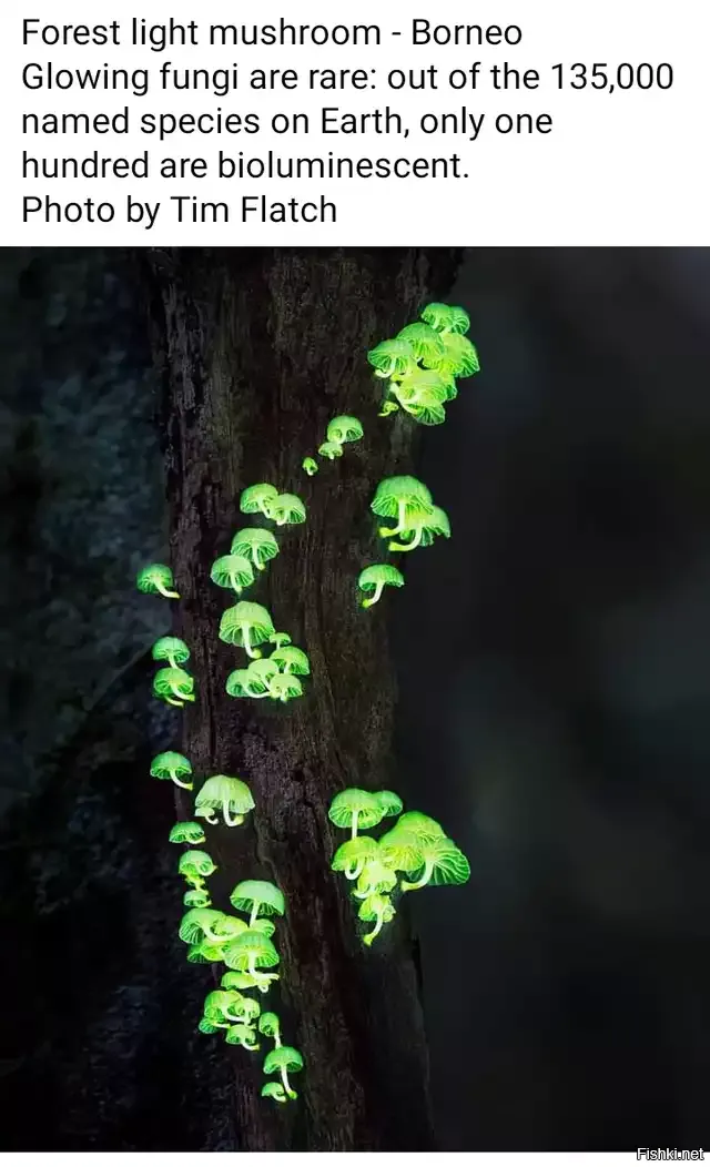 Чтобы увидеть светящиеся грибы, нужно сначала их съесть