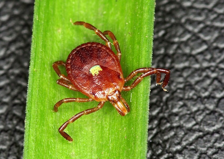 Кто меняет цвет глаз, а кто натирается муравьями: необычные факты о животных