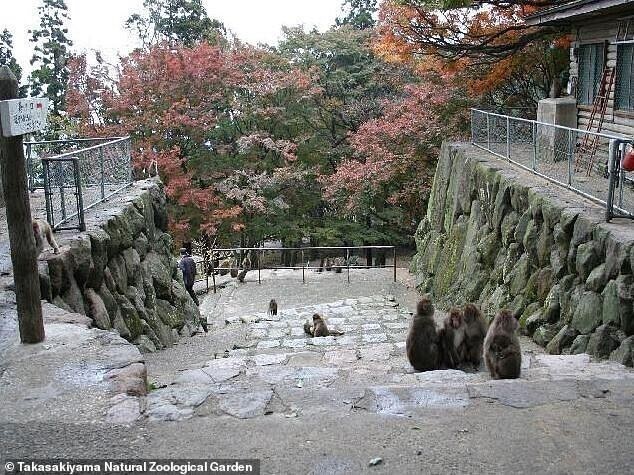 В японском зоопарке макака впервые стала "альфа-самкой"