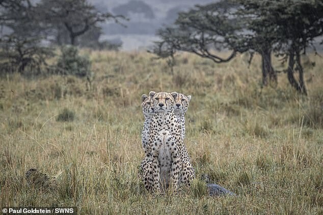В Кении сделали любопытный снимок с гепардом