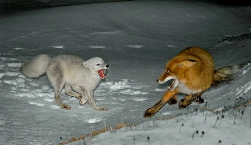 Песец: Подкрадывается незаметно. Уникальные приёмы полярной лисы, которые она использует, чтобы выжить на крайнем севере
