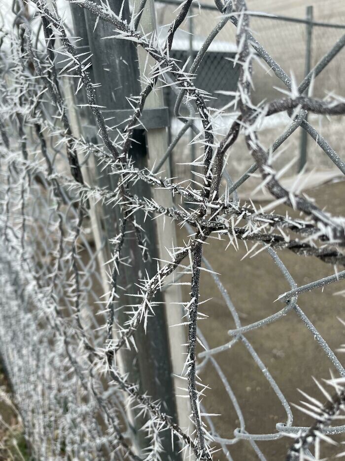 Забор отрастил морозные иглы