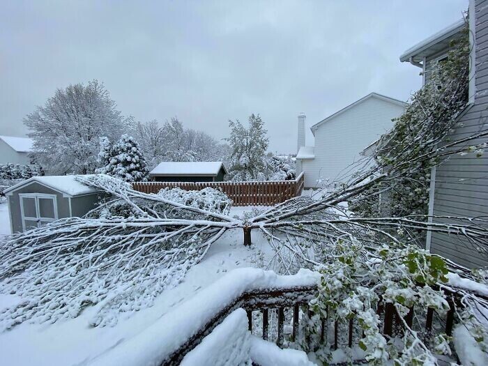 Так падает дерево под весом снега