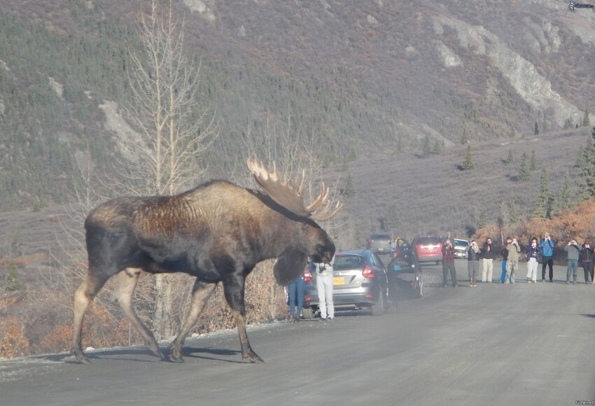 Настоящий танк — аляскинский лось