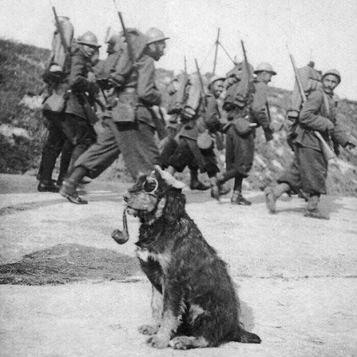 18. Французские солдаты проходят мимо собаки в очках и с трубкой, 1915 год