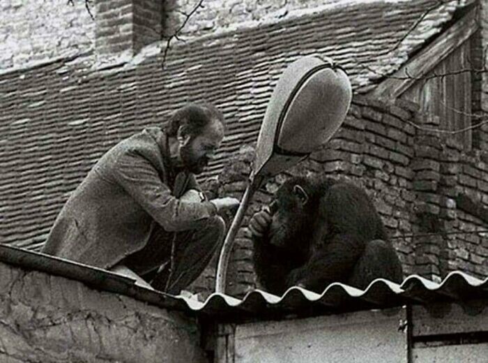 33. Директор Белградского зоопарка пытается убедить шимпанзе Сами вернуться домой после побега, 1988 год