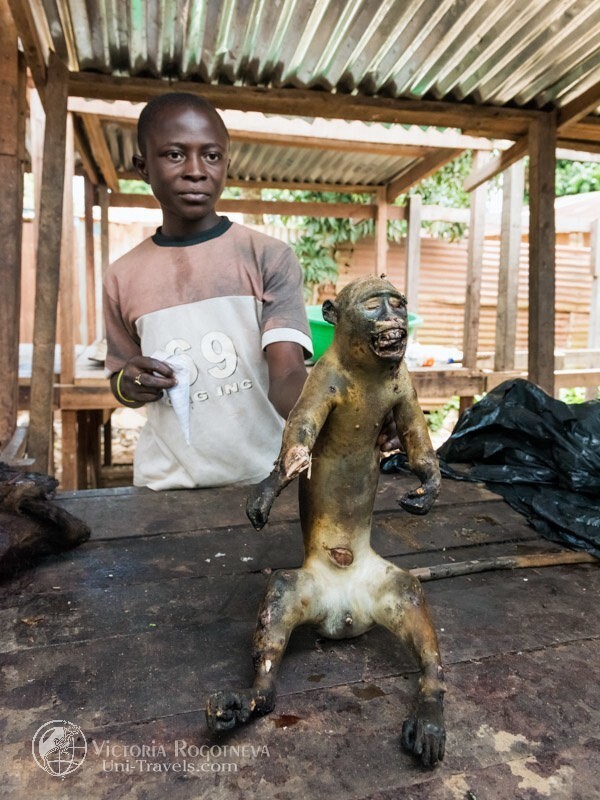 Обезьяны, деликатес для жителей Конго